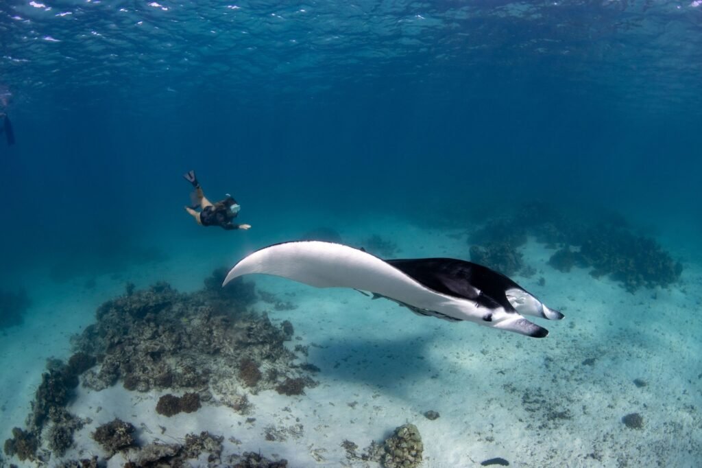 Female diver swimming with an oceanic manta ray (Mobula birostris)