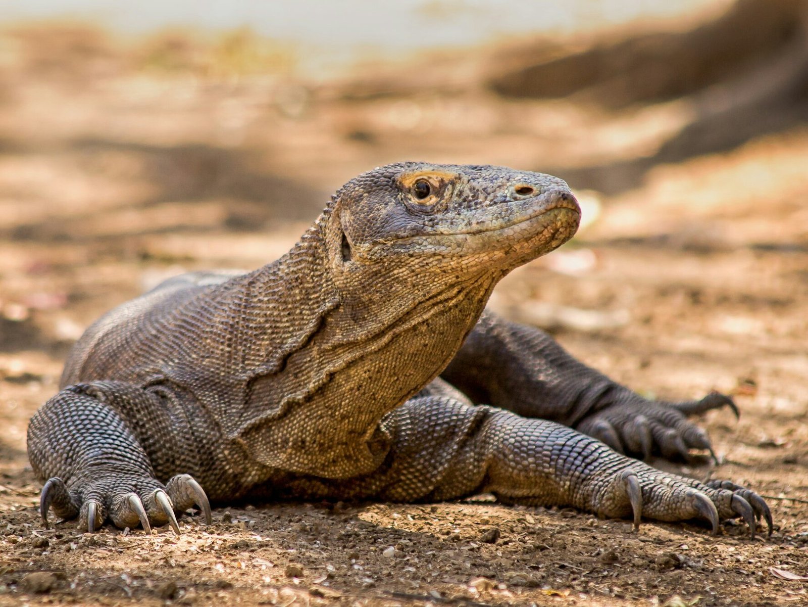 Komodo dragon close u