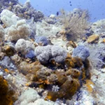 fish camouflaged perfectly among soft coral formations in the Komodo region.