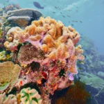 Bright soft corals near the surface, showcasing vibrant reef life around Labuan Bajo.