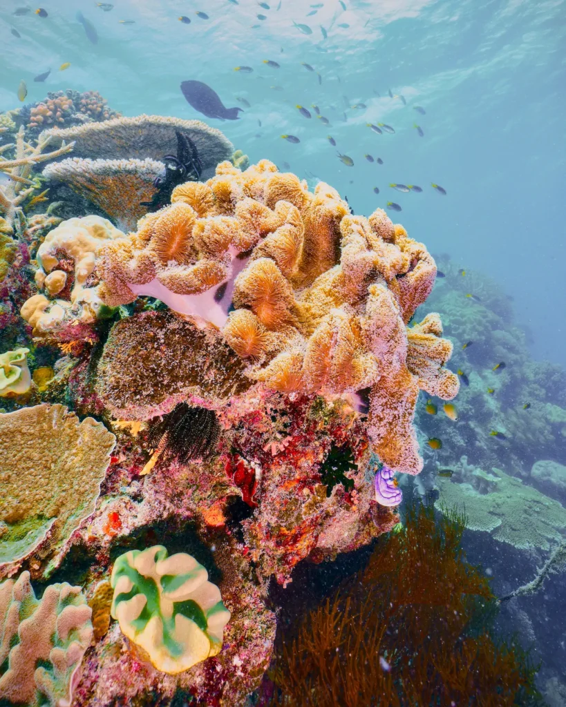 Bright soft corals near the surface, showcasing vibrant reef life around Labuan Bajo.