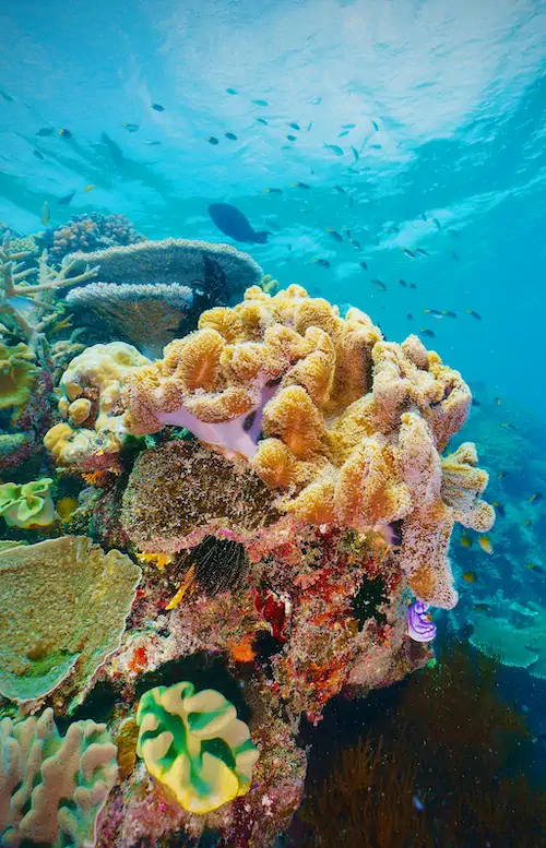 Bright coral formations under the water’s surface