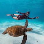 free-dive-with-sea-turtle-komodo.webp