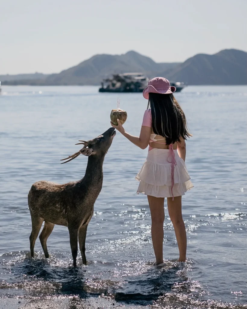 Girl with a coconut standing next to a deer on Padar Island beach.