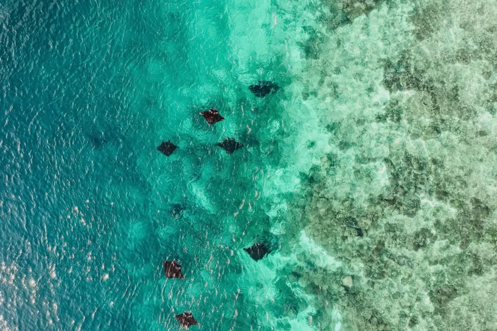 Aerial shot of multiple manta rays visible through transparent waters.