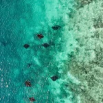 group-manta-rays-aerial-komodo.webp