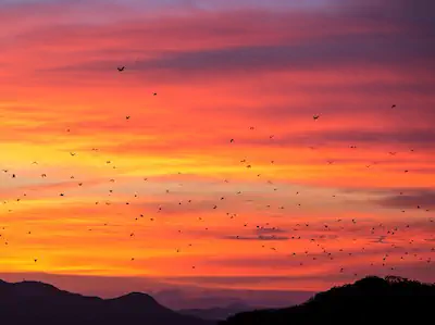 Sunset sky filled with flying foxes near Kalong Island