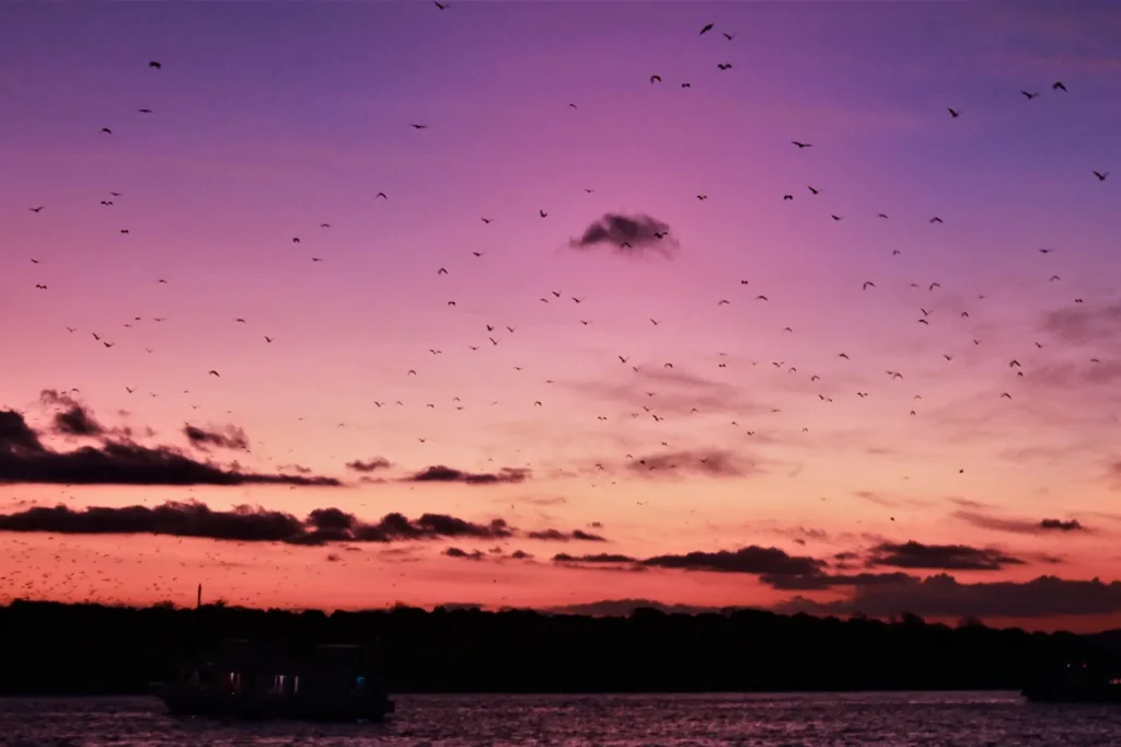 A flock of kalong bats in a radiant sunset above Koabe on a komodo sunset tour.