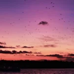 koabe-colorful-sky-kalong-flock.webp