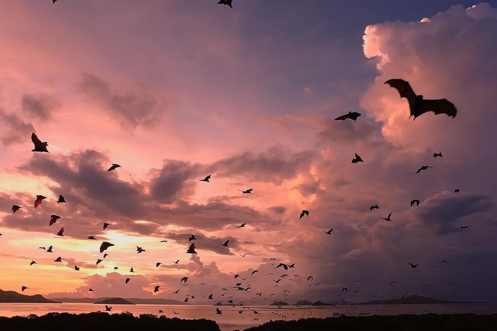 Silhouettes of flying foxes against the colorful dusk sky.
