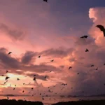 koabe-flying-foxes-dusk-flight.webp