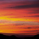 koabe-flying-foxes-orange-sky.webp