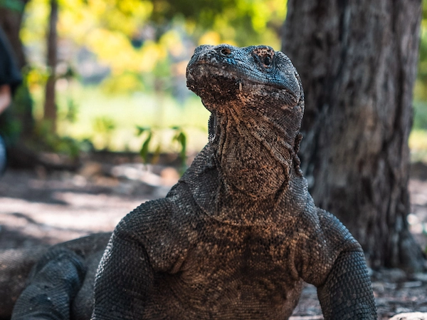 Close-up portrait of a Komodo dragon on Komodo Island
