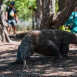 komodo-dragon-posing-tourists.webp