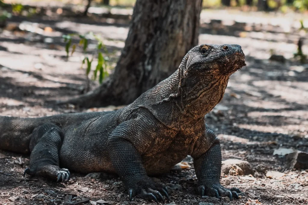 Komodo dragon shifting position to move across its territory.