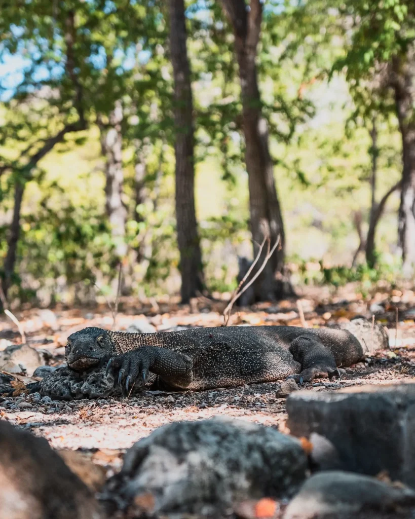 Komodo dragon lying still and resting in shaded area.