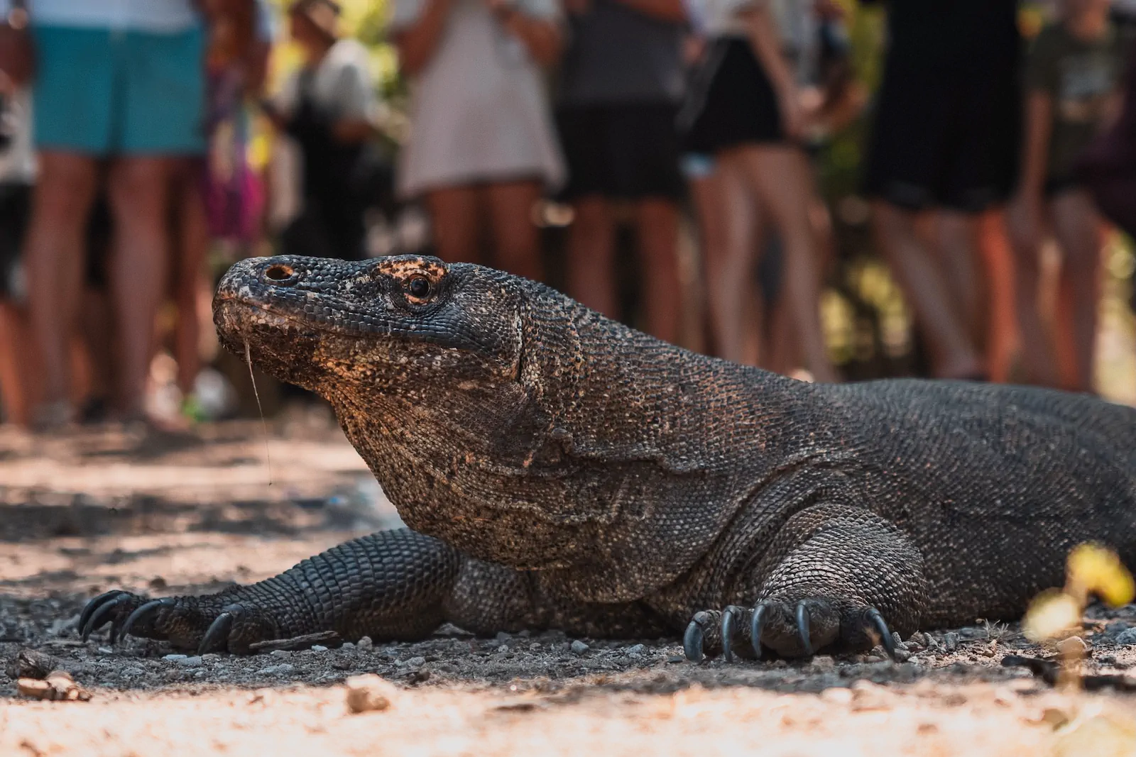 Dragon being observed carefully by tourists at Komodo site.