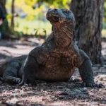 Komodo dragon beginning to stir under morning sunlight.