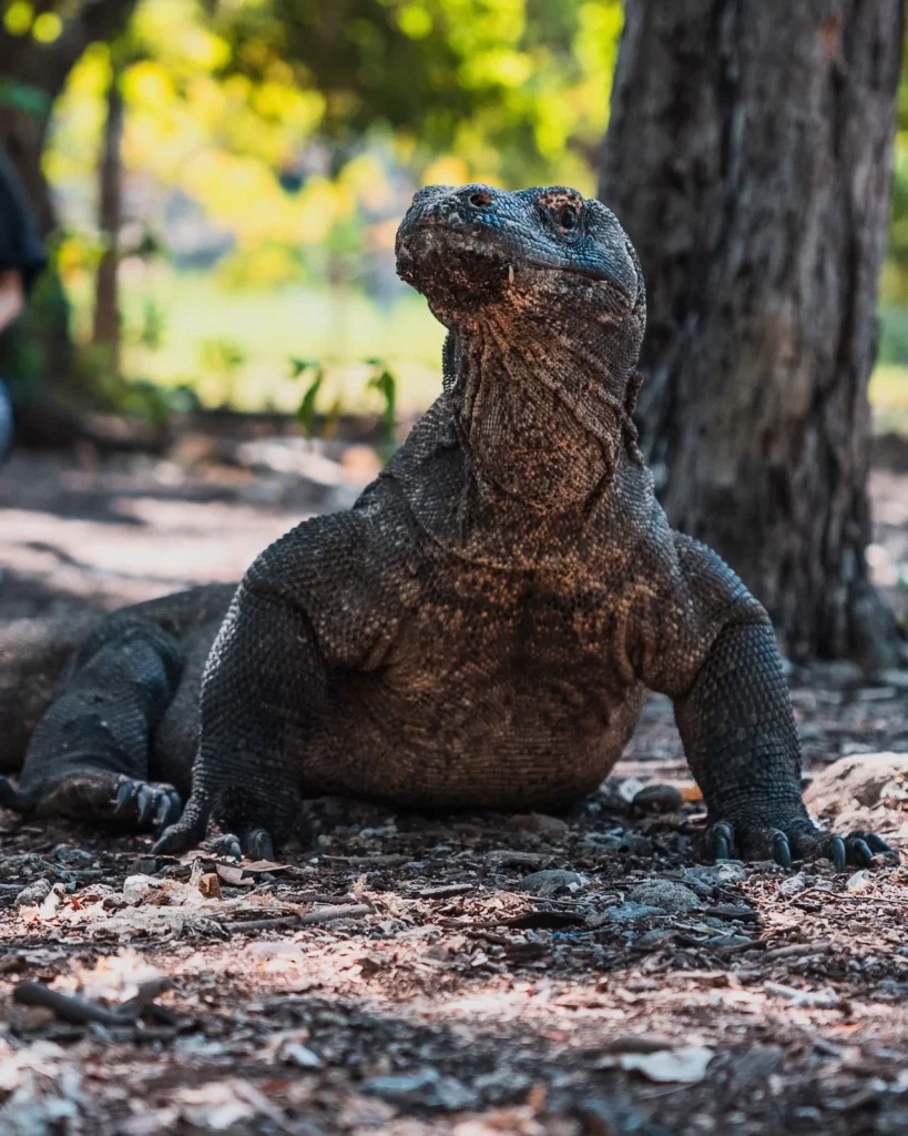 Komodo dragon beginning to stir under morning sunlight.