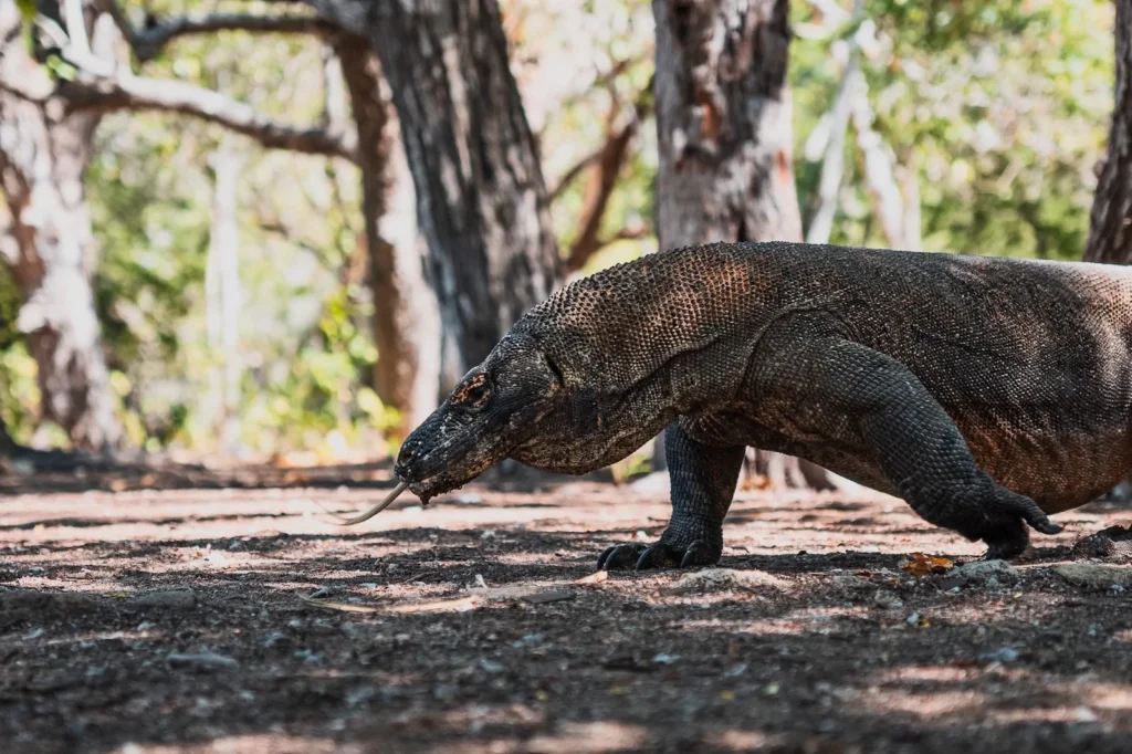 Komodo dragon strolling through grassy clearing in Komodo Park.