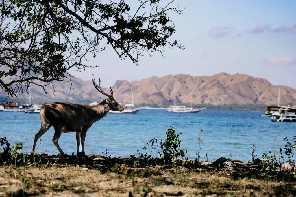 Deer grazing within Komodo National Park's forested zone, thinking to answer some komodo tour faqs