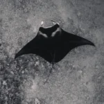 Manta ray floating calmly through the crystal-clear Komodo sea.