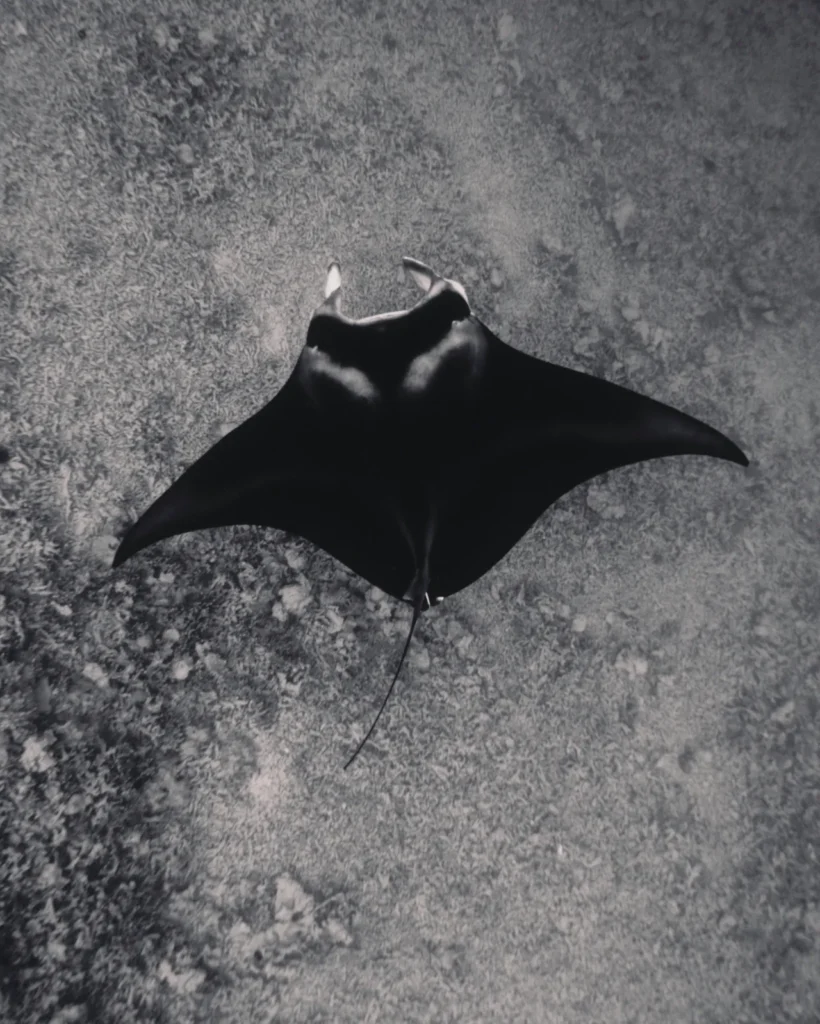 Manta ray floating calmly through the crystal-clear Komodo sea.