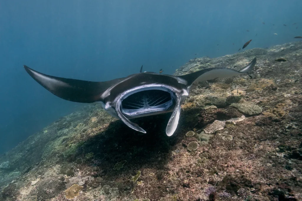 Manta ray gliding above vibrant coral reefs in Komodo waters.