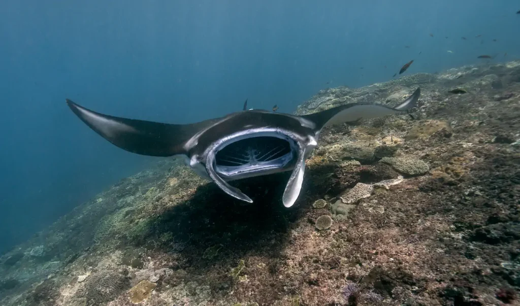 Swim with Manta rays gliding over vibrant coral reefs in Komodo waters
