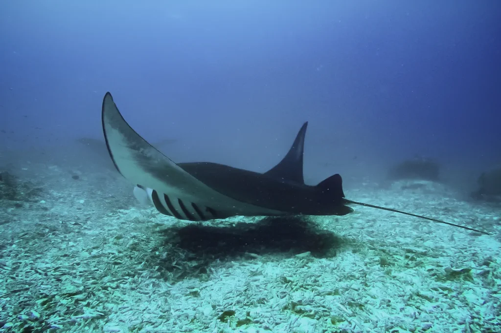 Manta ray swimming gracefully away from a nearby snorkeler.