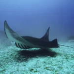 Manta ray swimming gracefully away from a nearby snorkeler.