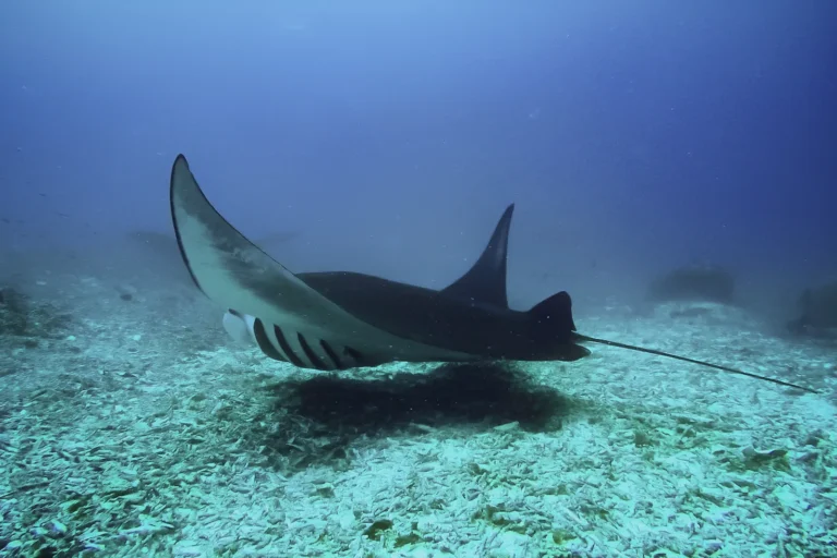 Swim with Manta Rays in Komodo: 7 Reasons Manta Point Will Blow Your Mind