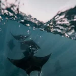 manta-rays-circle-underwater.webp