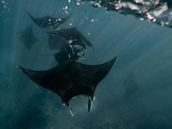 Underwater view of 8 manta rays swimming beneath the surface at Manta Point in Komodo