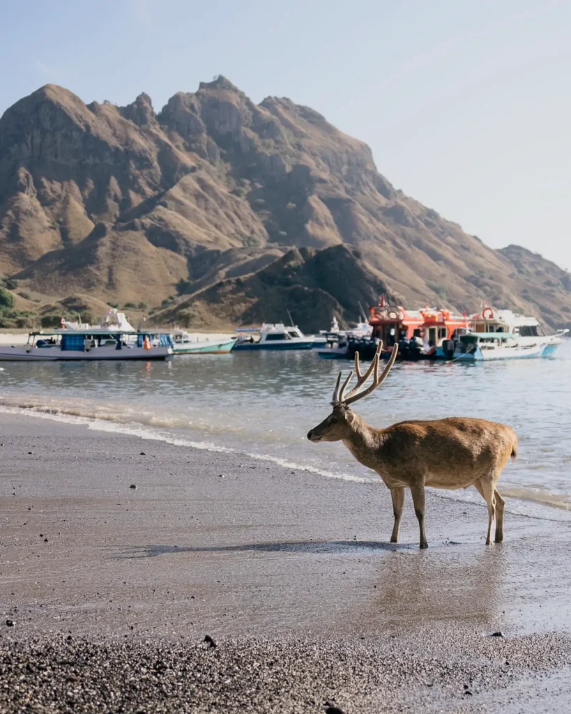 Deer spotted on the beach of Padar Island at low tide.