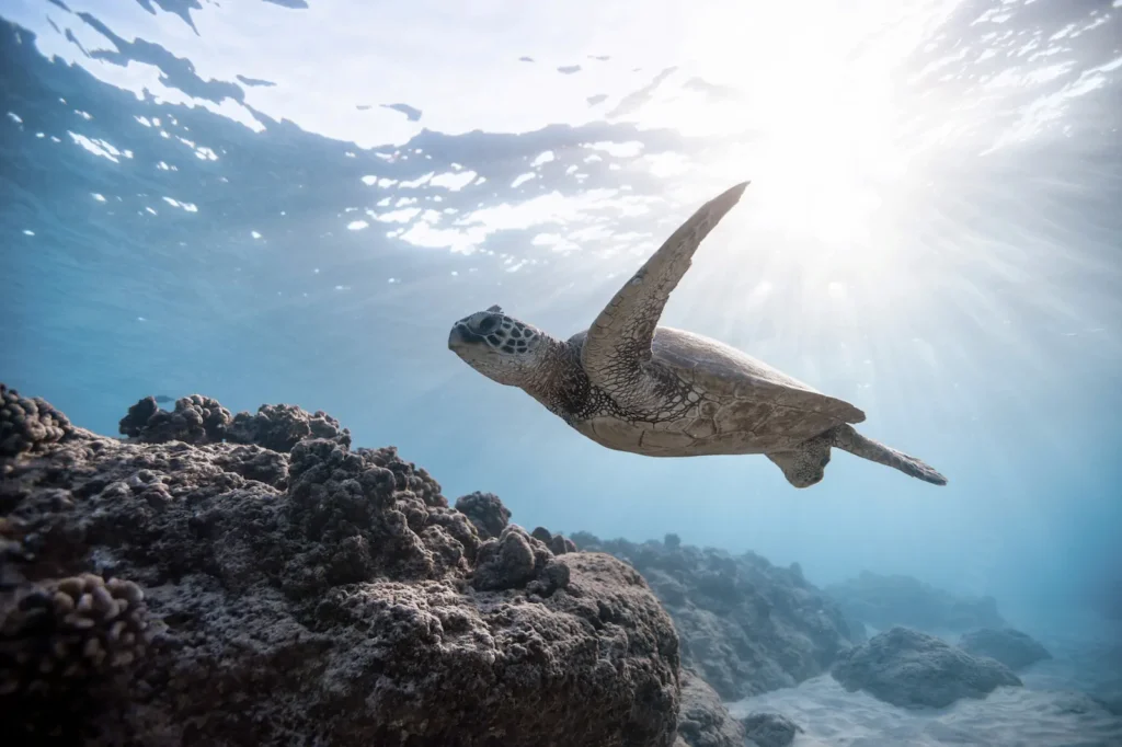 Turtle swimming toward the surface, captured during a Komodo snorkeling experience.