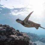 Turtle swimming toward the surface, captured during a Komodo snorkeling experience.