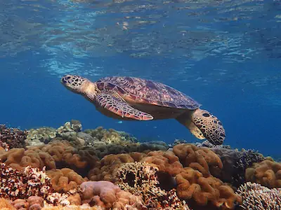 Sea turtle swimming near the surface above coral reef