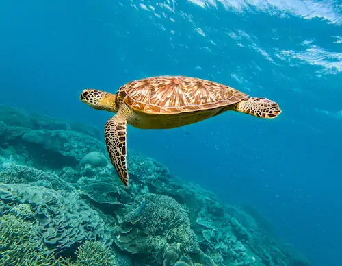 Underwater shot of a sea turtle near coral reefs