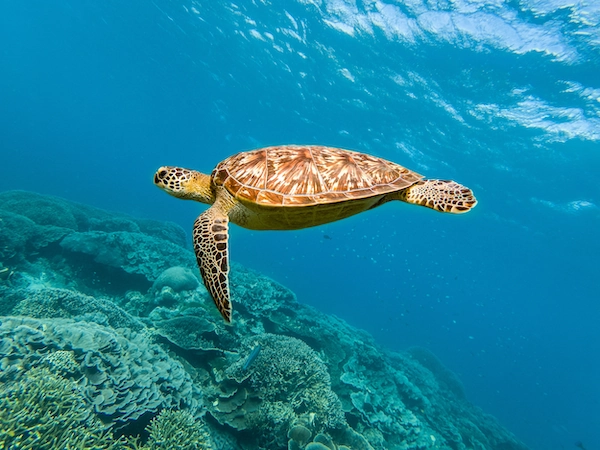 Sea turtle descending toward coral reef at Siaba Island in Komodo National Park