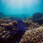 Blue coral reefs illuminated by sun rays, highlighting the underwater beauty of Komodo.