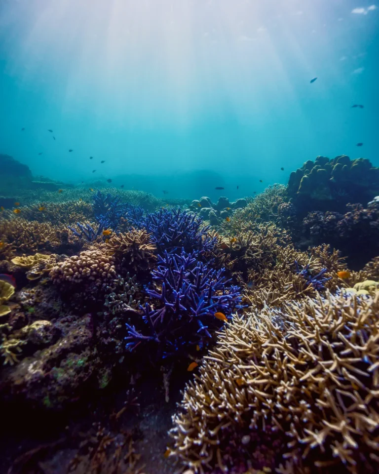 Blue coral reefs illuminated by sun rays, highlighting the underwater beauty of Komodo.