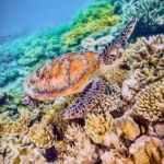 Sea turtle gliding upward through colorful reefs in Komodo's snorkeling zone.
