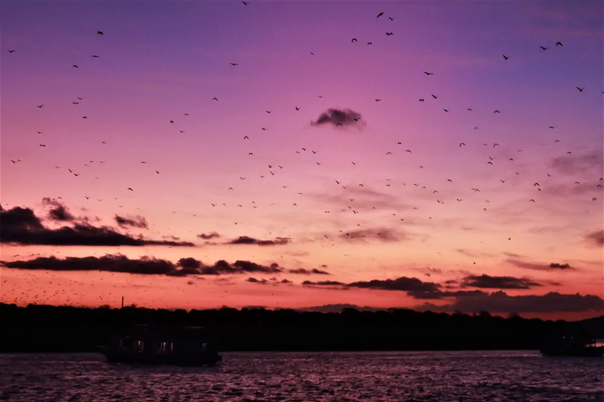 A flock of flying foxes in a radiant sunset above kalong island, koabe island, on a komodo sunset tour.