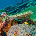 Vibrant coral reef in Komodo National Park with clownfish swimming near a sea anemone, perfect scene from a Komodo snorkeling tour.