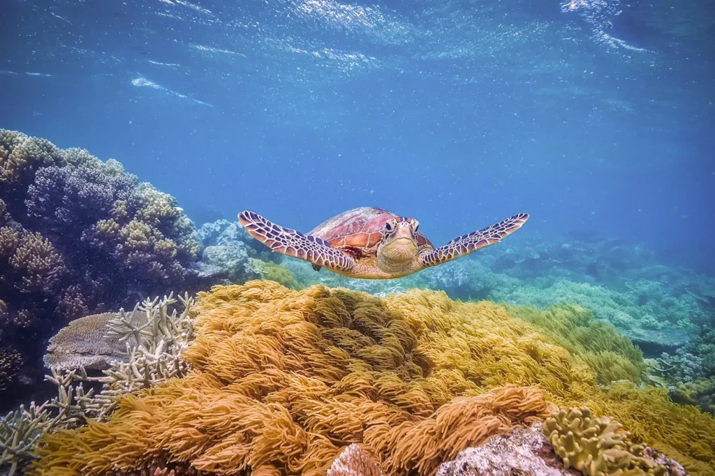 Sea turtle swimming above vibrant coral reef in Komodo National Park, captured during a Labuan Bajo snorkeling tour with Sundazed.