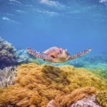 Sea turtle swimming above vibrant coral reef in Komodo National Park, captured during a Labuan Bajo snorkeling tour with Sundazed.