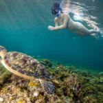 Snorkeler swimming alongside a sea turtle in the clear waters of Komodo National Park during a Labuan Bajo snorkeling tour.