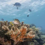 Tropical reef fish swimming above colorful coral gardens in Komodo National Park, a highlight of Sundazed snorkeling trips.