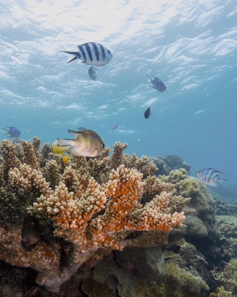Tropical reef fish swimming above colorful coral gardens in Komodo National Park, a highlight of Sundazed snorkeling trips.